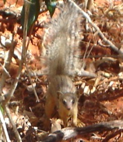 Narrow-striped Mongoose (Mungotictis decemlineata) - Wiki; Image ONLY