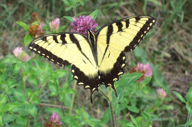 Eastern Tiger Swallowtail (Papilio glaucus) - Wiki; DISPLAY FULL IMAGE.