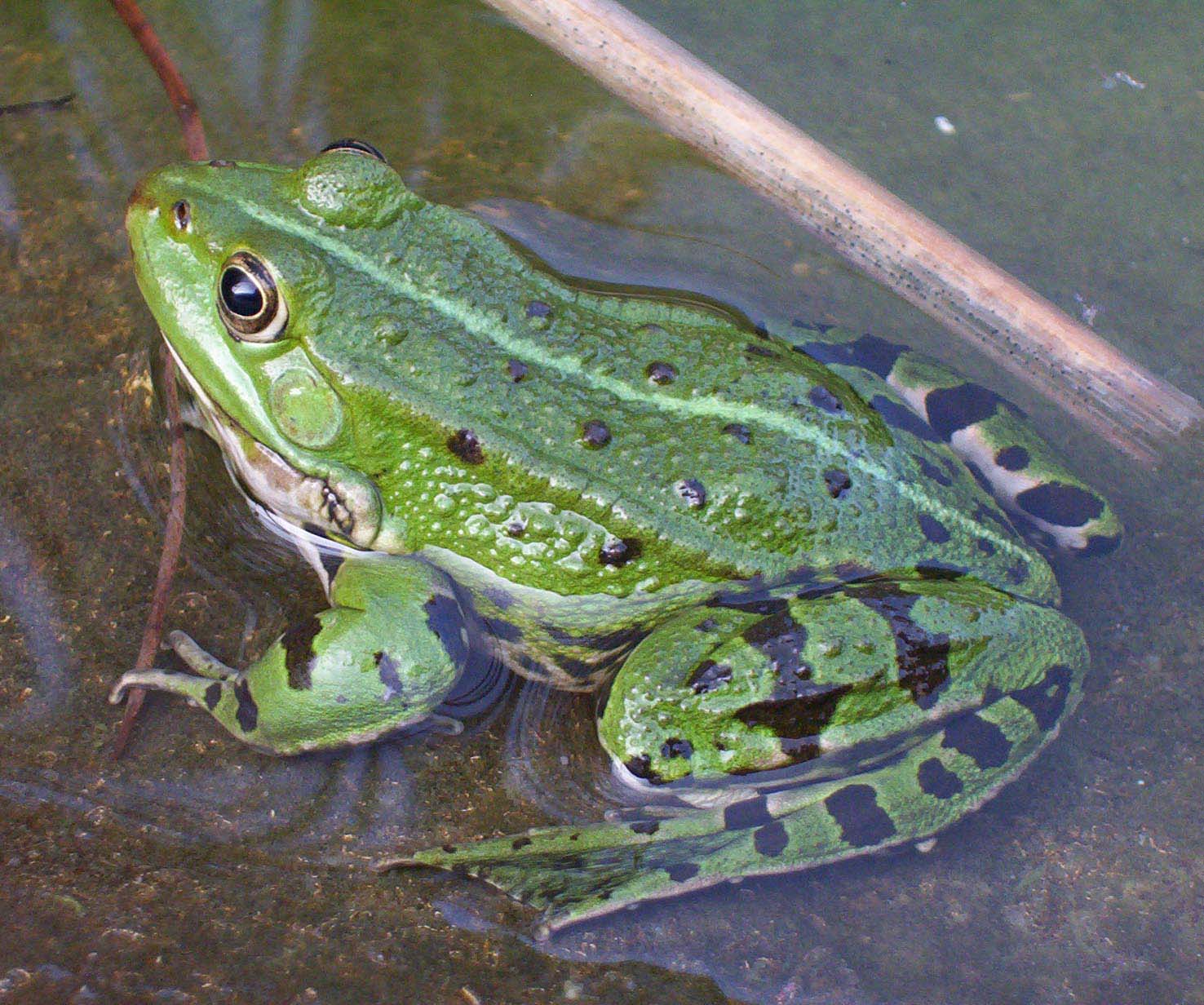 Edible Frog (Rana esculenta) ) - Wiki; Image ONLY