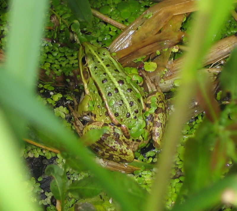 Pool Frog (Rana lessonae) - Wiki; DISPLAY FULL IMAGE.