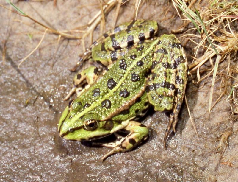 Marsh Frog (Rana ridibunda) - Wiki; DISPLAY FULL IMAGE.