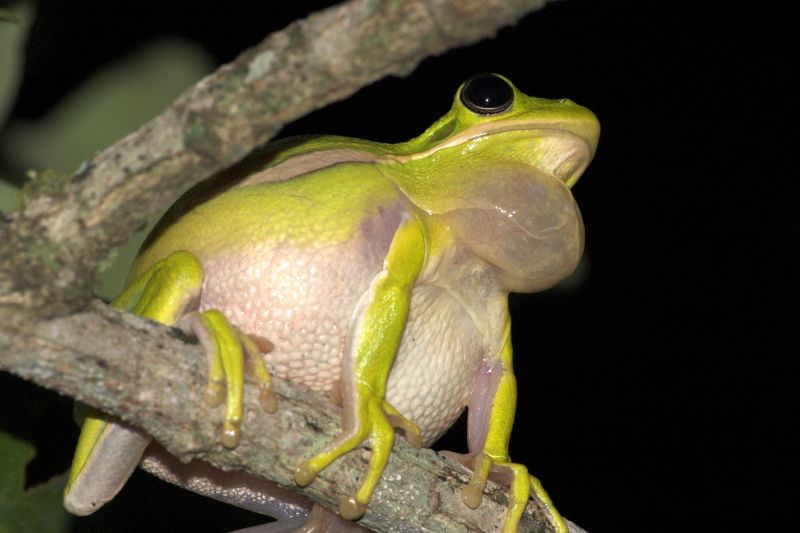 American Green Treefrog (Hyla cinerea) - Wiki; DISPLAY FULL IMAGE.