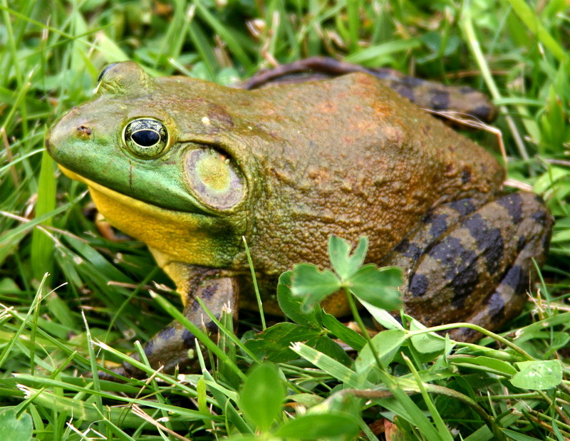 American Bullfrog (Lithobates catesbeianus) - Wiki; DISPLAY FULL IMAGE.