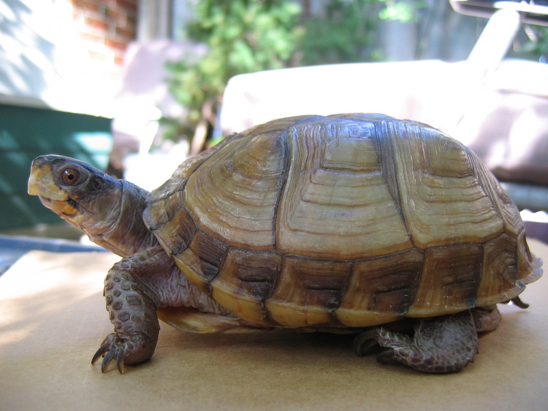 Three-toed Box Turtle (Terrapene carolina triunguis) - Wiki; DISPLAY FULL IMAGE.