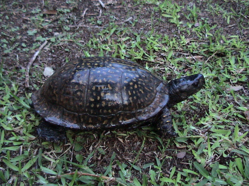 Gulf Coast Box Turtle (Terrapene carolina major) - Wiki; DISPLAY FULL IMAGE.