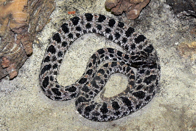 Dusky Pigmy Rattlesnake (Sistrurus miliarius barbouri) - Wiki; DISPLAY FULL IMAGE.