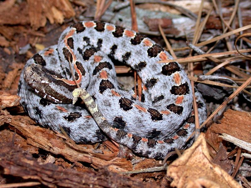Pigmy Rattlesnake (Sistrurus miliarius) - Wiki; DISPLAY FULL IMAGE.