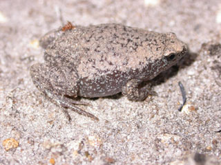 Eastern Narrowmouth Toad (Gastrophryne carolinensis) - Wiki; Image ONLY