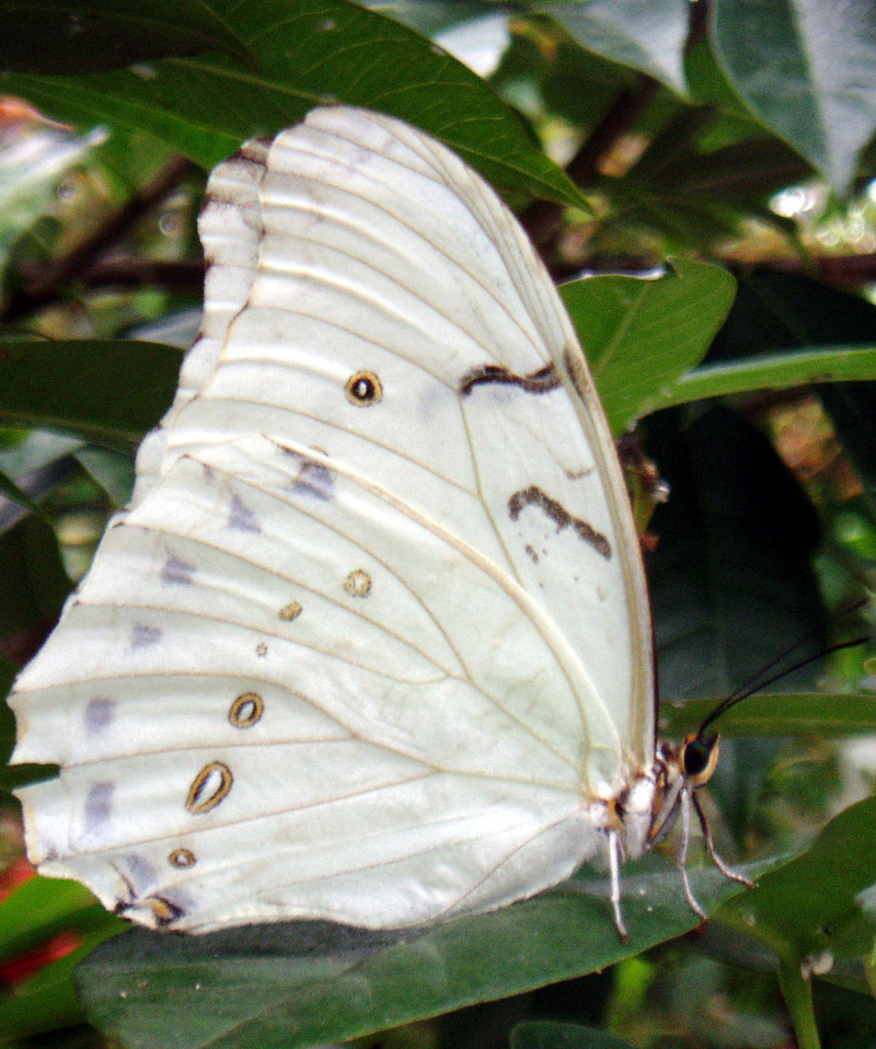 White Morpho (Morpho polyphemus) - Wiki; DISPLAY FULL IMAGE.