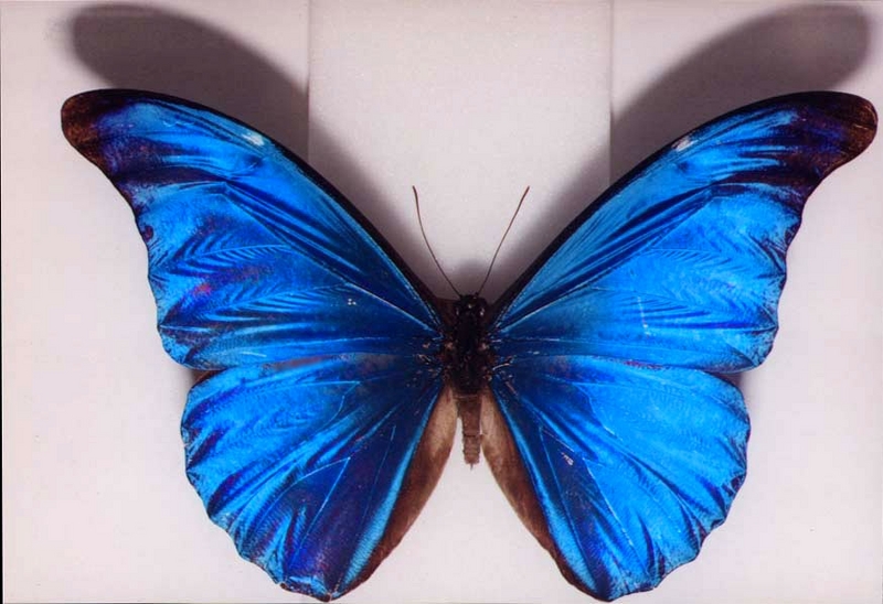 A museum specimen of Morpho rhetenor (Blue Morpho); DISPLAY FULL IMAGE.