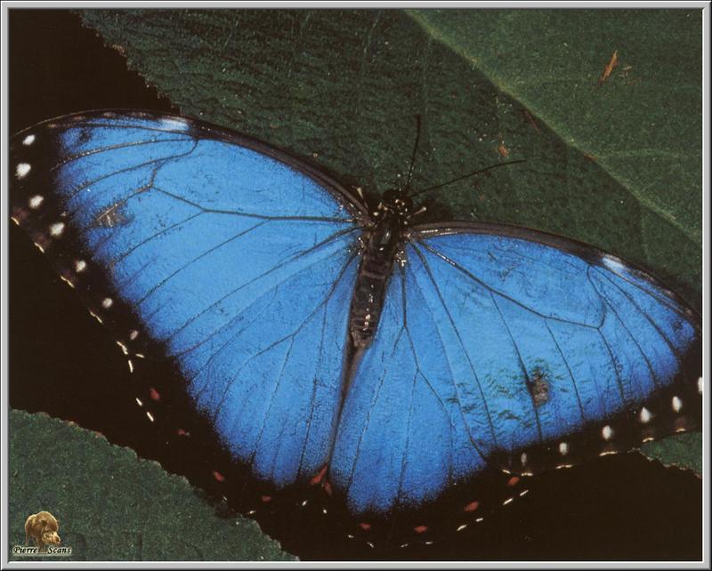 Peleides Blue Morpho (Morpho peleides); DISPLAY FULL IMAGE.