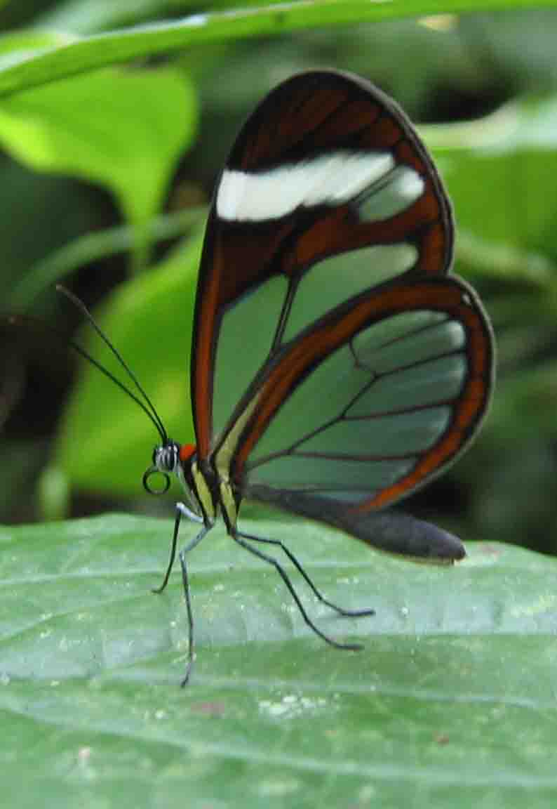 Glasswing Butterfly (Greta oto) - Wiki; DISPLAY FULL IMAGE.
