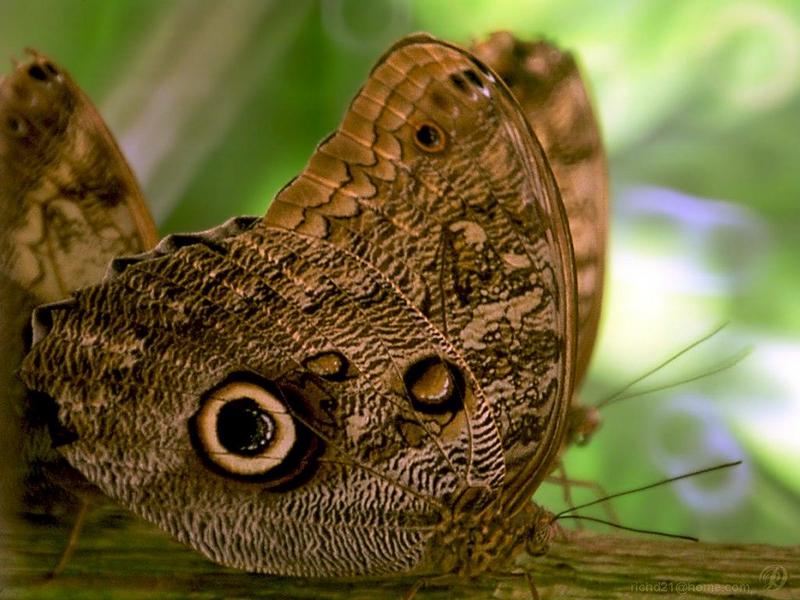 Owl Butterfly (Genus: Caligo); DISPLAY FULL IMAGE.