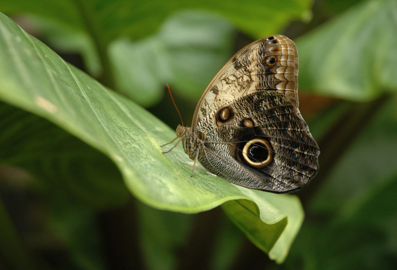 Memnon Owl Butterfly (Caligo memnon); DISPLAY FULL IMAGE.