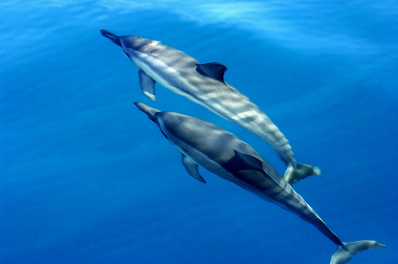 Spinner Dolphin (Stenella longirostris) - Wiki; DISPLAY FULL IMAGE.