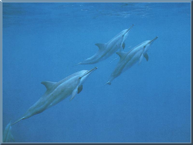 Spinner Dolphin (Stenella longirostris); DISPLAY FULL IMAGE.