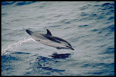 Striped Dolphin (Stenella coeruleoalba) - Wiki; Image ONLY