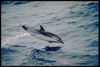 Bottlenose dolphin - Wikipedia