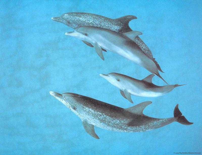 Spotted Dolphin (Stenella sp.); DISPLAY FULL IMAGE.