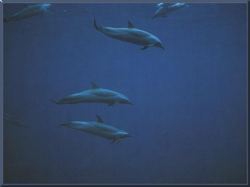 Pantropical Spotted Dolphin (Stenella attenuata); DISPLAY FULL IMAGE.