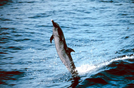 Pantropical Spotted Dolphin (Stenella attenuata) - Wiki; Image ONLY