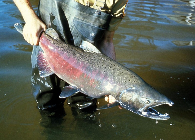 Chinook Salmon (Oncorhynchus tshawytscha) - Wiki; DISPLAY FULL IMAGE.