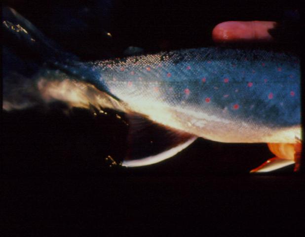 dolly varden trout