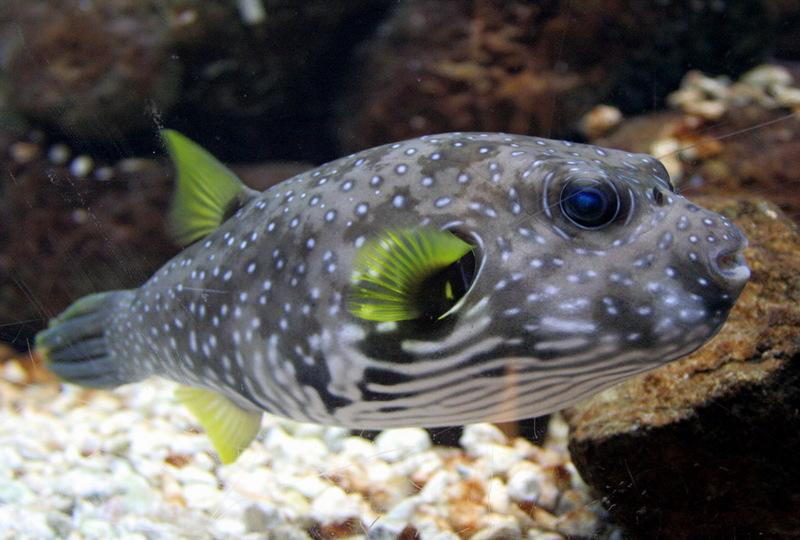 White-spotted Puffer (Arothron hispidus) - Wiki; DISPLAY FULL IMAGE.