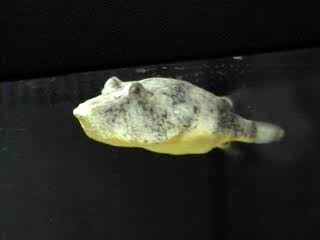 Congo Pufferfish (Tetraodon miurus) - Wiki; Image ONLY