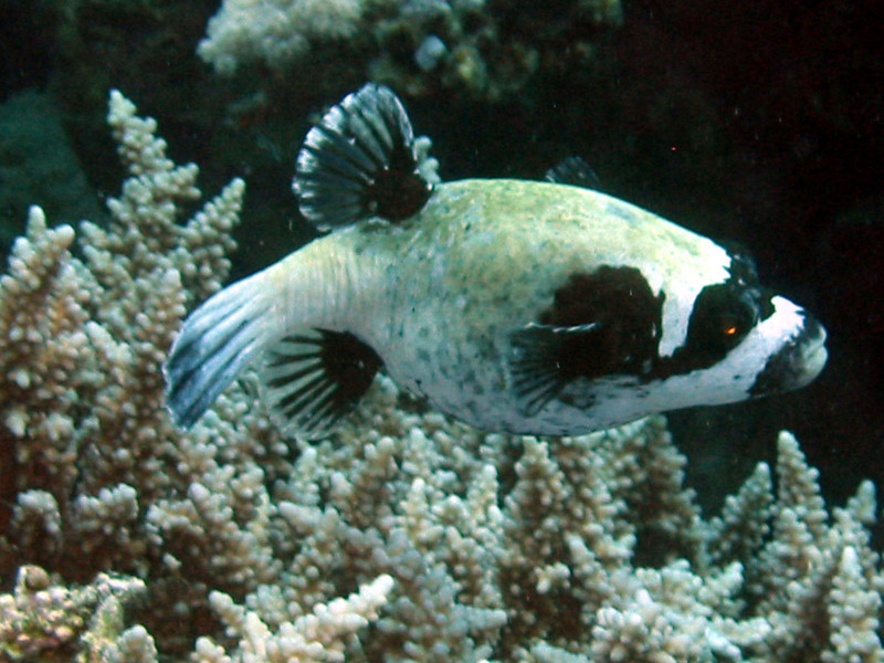 Masked Puffer (Arothron diadematus) - Wiki; DISPLAY FULL IMAGE.