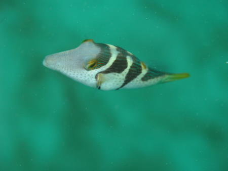 Valentinni's Sharpnose Puffer (Canthigaster valentini) - Wiki; Image ONLY