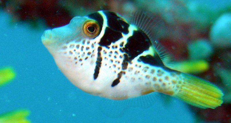 Blacksaddle Filefish (Paraluteres prionurus) - Wiki; DISPLAY FULL IMAGE.