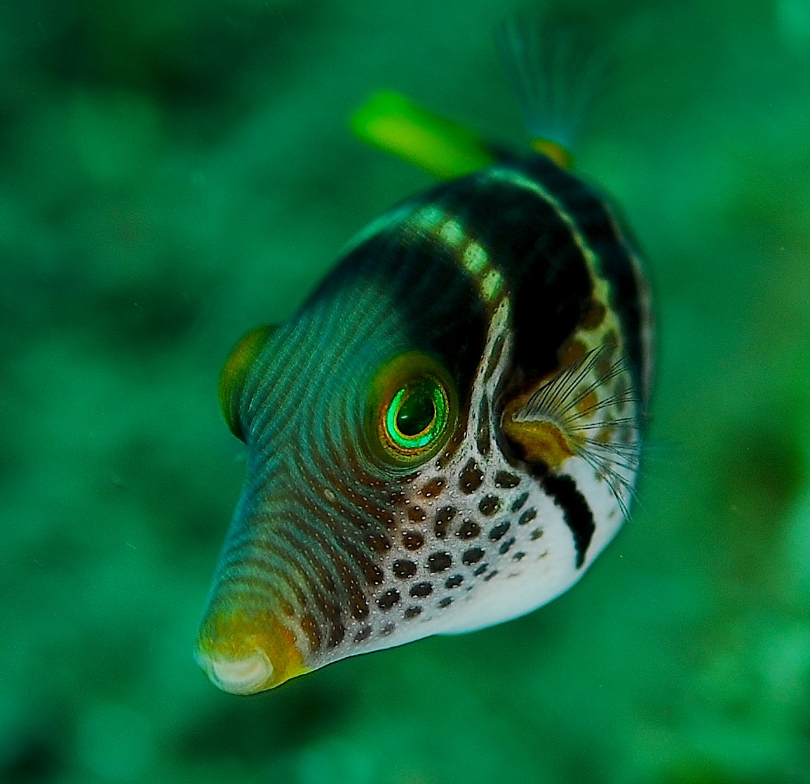 Valentinni's Sharpnose Puffer (Canthigaster valentini); Image ONLY