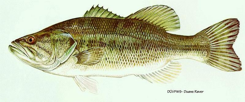 Largemouth Bass (Micropterus salmoides) - artwork; DISPLAY FULL IMAGE.