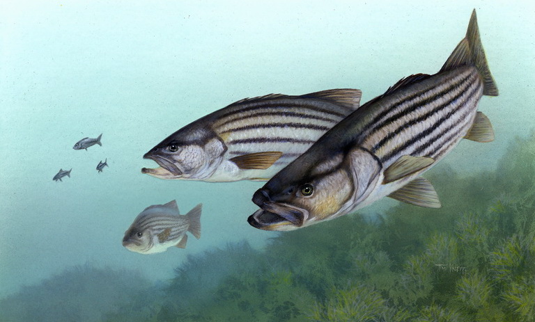 Striped Bass (Morone saxatilis) - Wiki