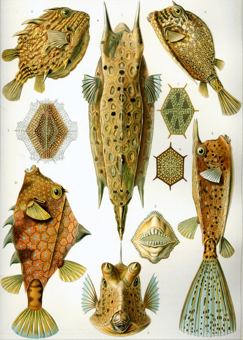 Longhorn Cowfish (Lactoria cornuta) - Wiki; DISPLAY FULL IMAGE.