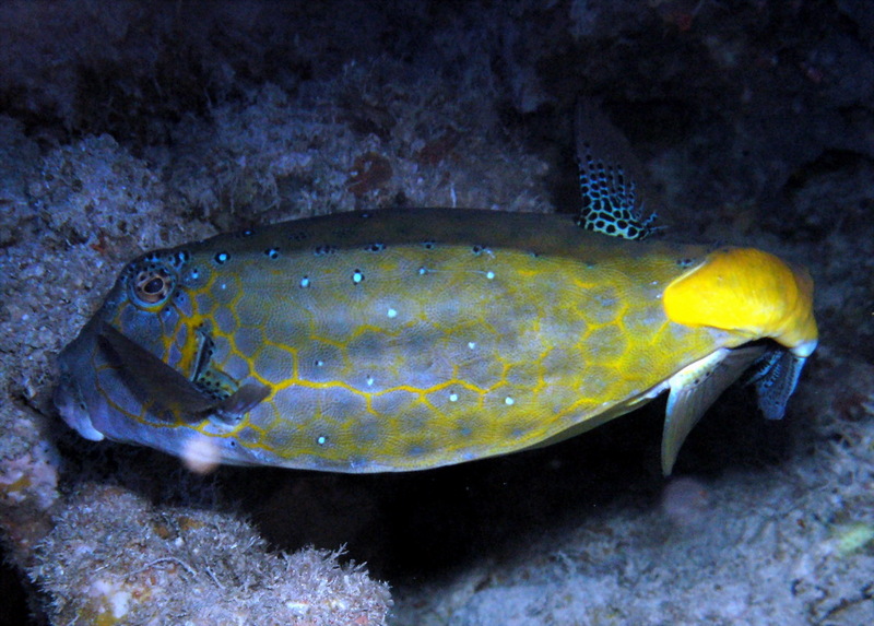 Yellow Boxfish (Ostracion cubicus) - Wiki; DISPLAY FULL IMAGE.