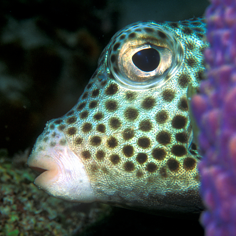 Spotted trunkfish, Lactophrys bicaudalis; DISPLAY FULL IMAGE.