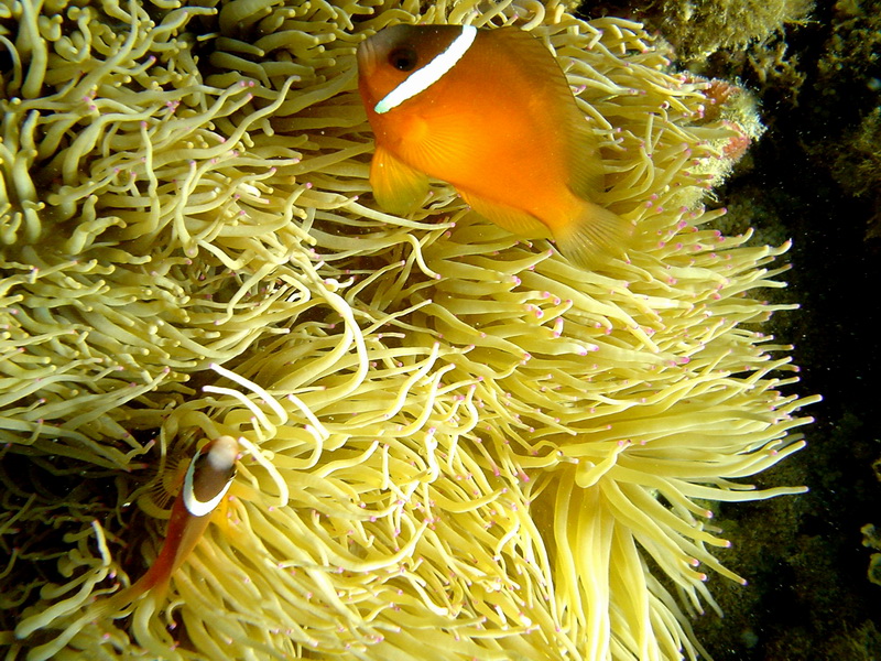 Tomato Clownfish (Amphiprion frenatus) - Wiki; DISPLAY FULL IMAGE.