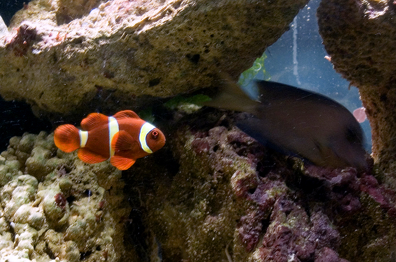 Maroon Clownfish (Premnas biaculeatus) - Wiki; DISPLAY FULL IMAGE.