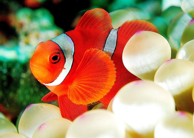 Maroon Clownfish (Premnas biaculeatus) - juvenile; DISPLAY FULL IMAGE.