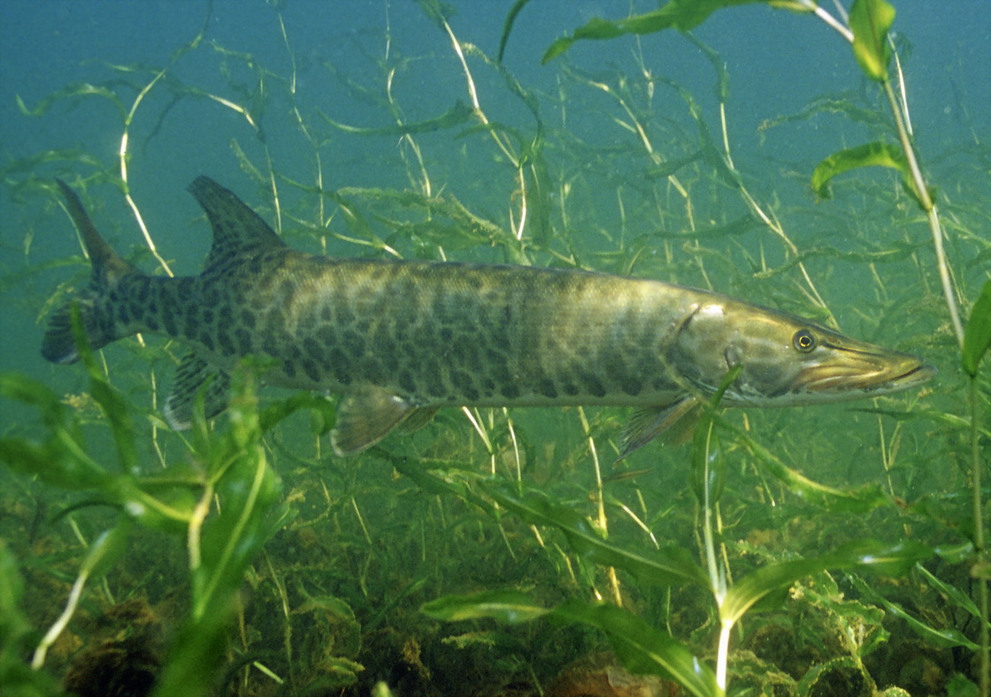 Muskellunge (Esox masquinongy) - Wiki; Image ONLY