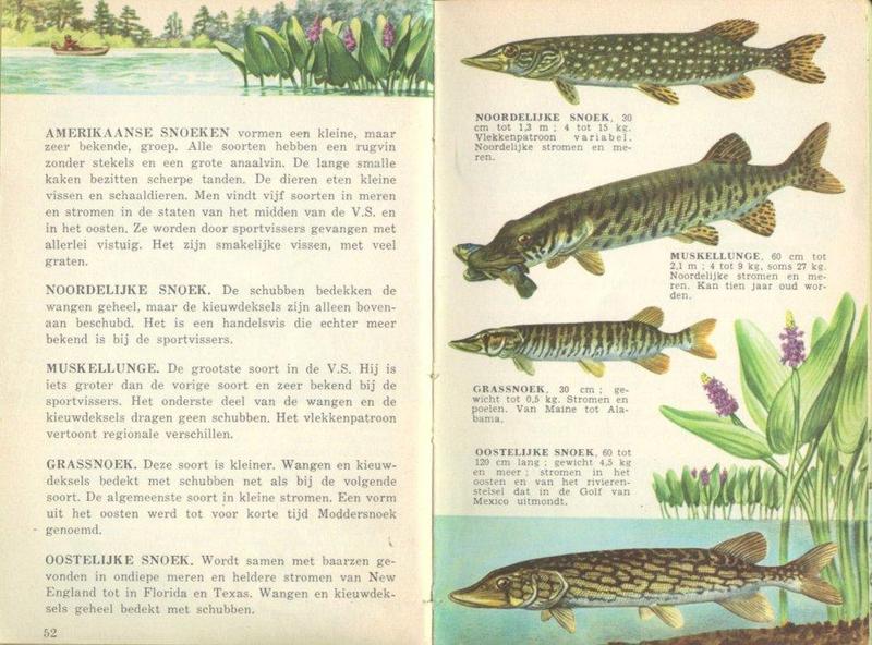 Pikes (Genus Esox); DISPLAY FULL IMAGE.