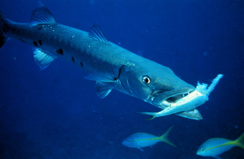 Great Barracuda (Sphyraena barracuda) - Wiki; DISPLAY FULL IMAGE.