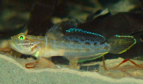 Goby (Family: Gobiidae) - Wiki; Image ONLY