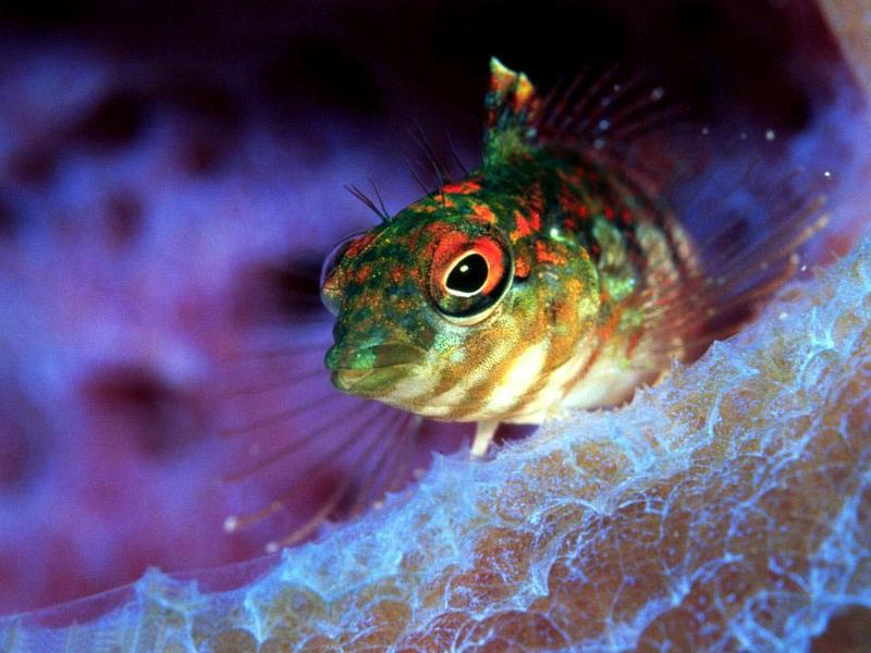Goby (Family: Gobiidae); DISPLAY FULL IMAGE.