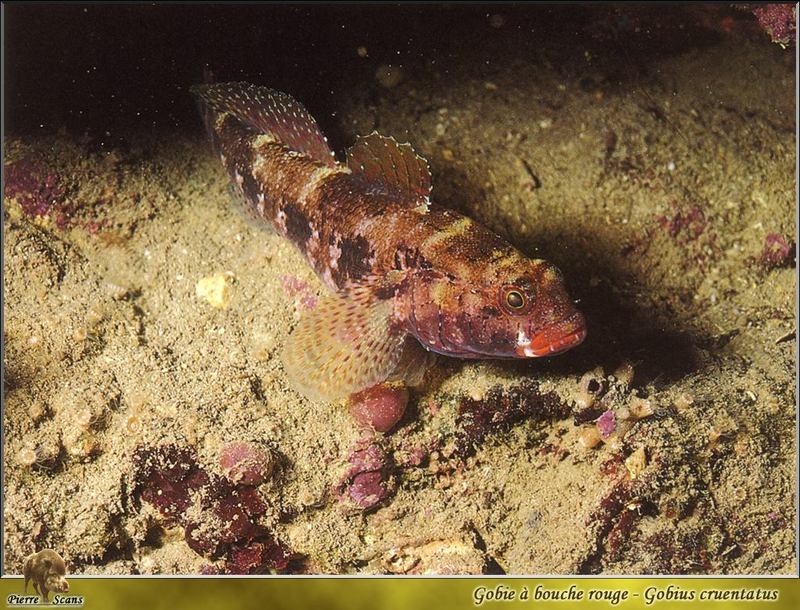 Red-mouthed Goby (Gobius cruentatus); DISPLAY FULL IMAGE.