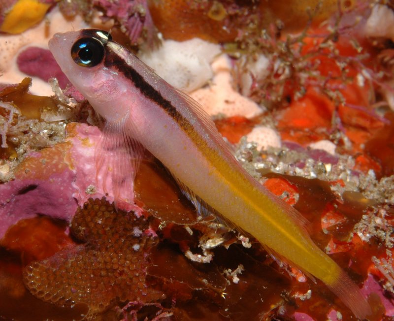Yellow-and-black Triplefin (Forsterygion flavonigrum) - Wiki; DISPLAY FULL IMAGE.