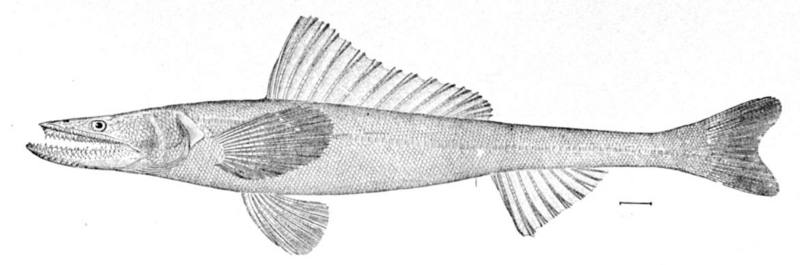 Deepsea Lizardfish (Bathysaurus ferox) - Wiki; DISPLAY FULL IMAGE.