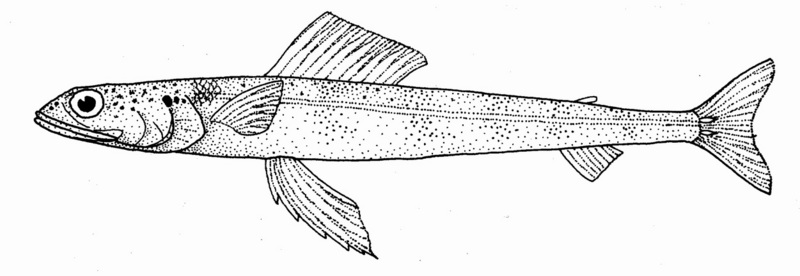 Lavender Lizardfish (Synodus similis) - Wiki; DISPLAY FULL IMAGE.
